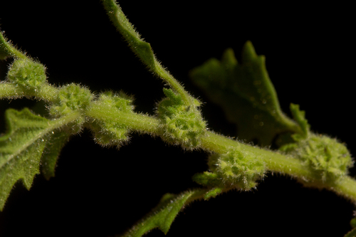 Keeled Goosefoot