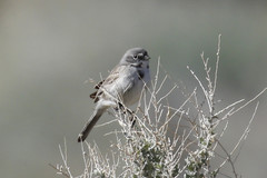 Artemisiospiza belli