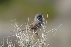 Artemisiospiza belli