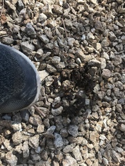 Spilogale gracilis