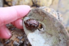 Pusula solandri