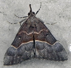 Hypena eductalis