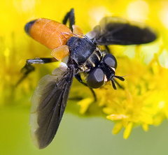 Galactomyia