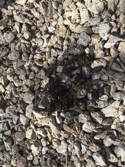Spilogale gracilis
