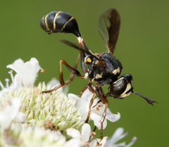 Physocephala marginata