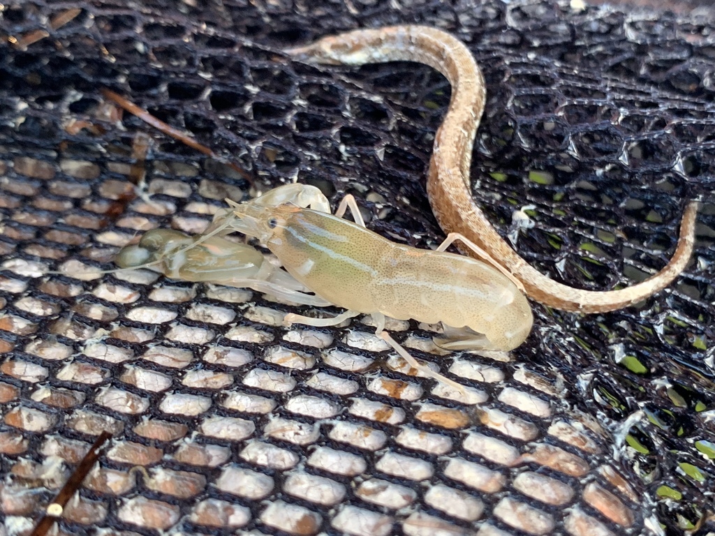 Rock Snapping Shrimp