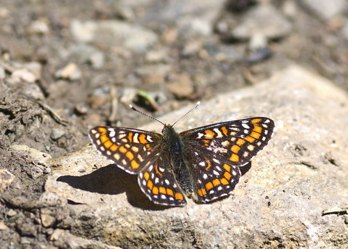 Scarce Fritillary