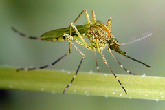 Ochlerotatus