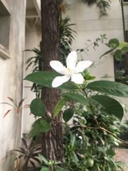 Wrightia antidysenterica