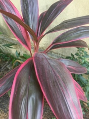 Cordyline fruticosa