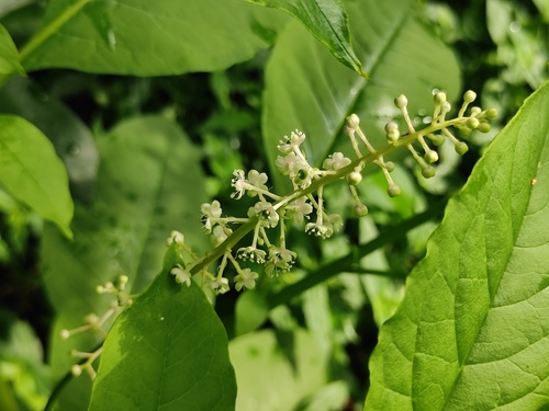 American pokeweed