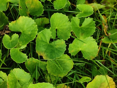 Indian pennywort
