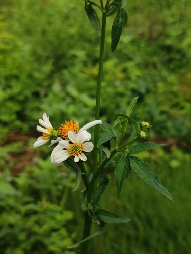 White beggarticks