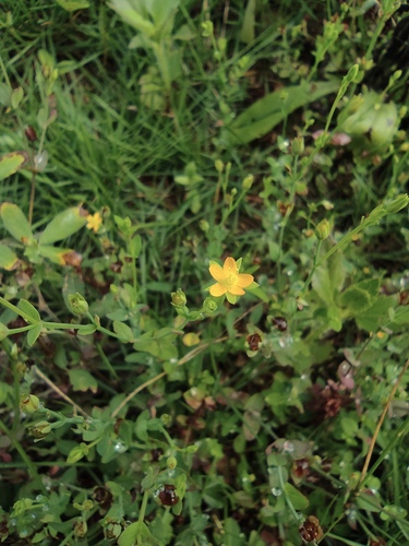 Japanese St. Johns wort