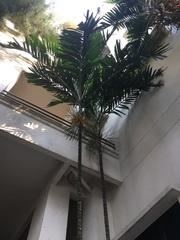 Ptychosperma macarthurii