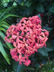 Ixora coccinea