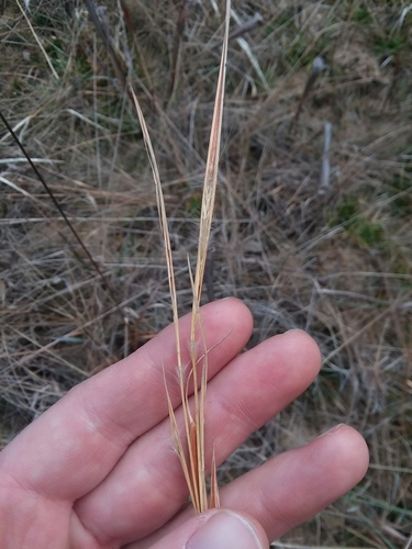 Image of Anatherum perangustatum by (c) Will McFarland, some rights reserved (CC BY)