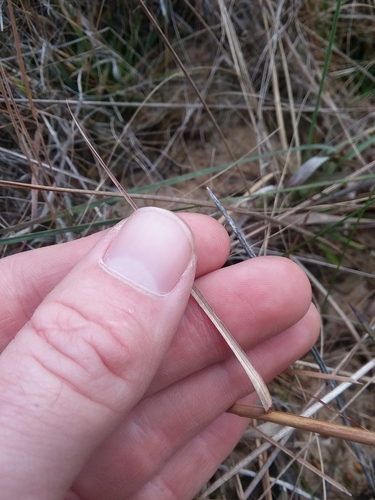 Image of Anatherum perangustatum by (c) Will McFarland, some rights reserved (CC BY)