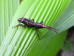 Arrhenodini