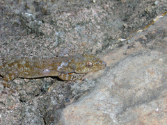 Phyllodactylus tuberculosus