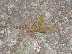 Phyllodactylus tuberculosus