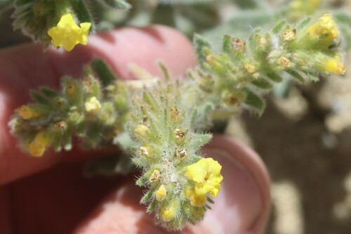 Image of Arnebia guttata by (c) Edmundas Greimas, some rights reserved (CC BY)