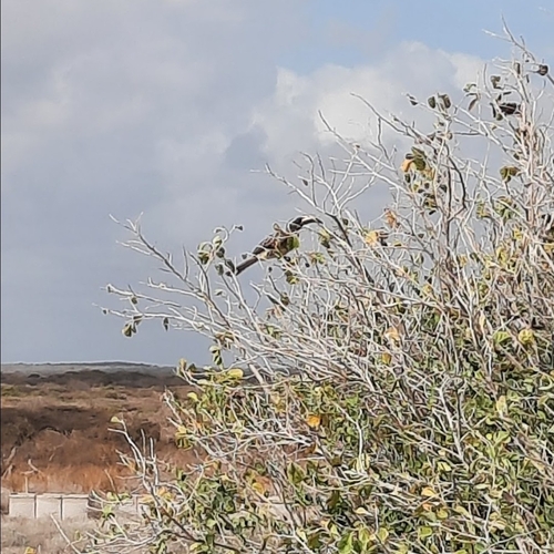 African Gray Hornbill