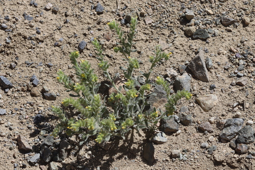 Image of Arnebia guttata by (c) Edmundas Greimas, some rights reserved (CC BY)