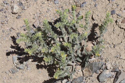 Image of Arnebia guttata by (c) Edmundas Greimas, some rights reserved (CC BY)