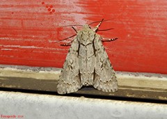 Acronicta laetifica