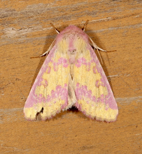 Pink Prairie Moth