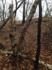 Betula