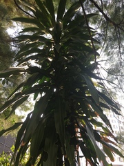 Dracaena fragrans