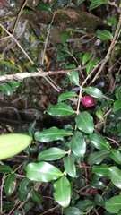 Coffea buxifolia