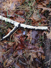 Fungi