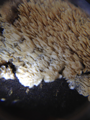 Fungi