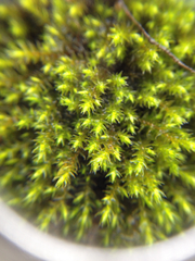 Bryopsida