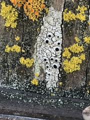 Pseudothelomma occidentale