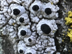 Pseudothelomma occidentale