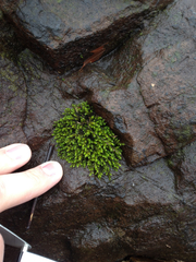 Bryopsida
