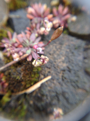 Draba verna