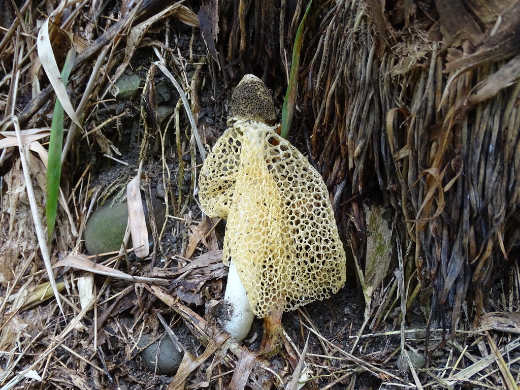 Phallus lutescens