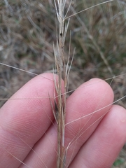 Aristida palustris