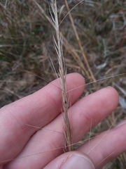 Aristida palustris