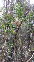 Dypsis procumbens