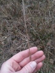Aristida palustris