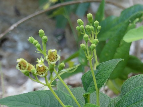 Rhytidophyllum exsertum