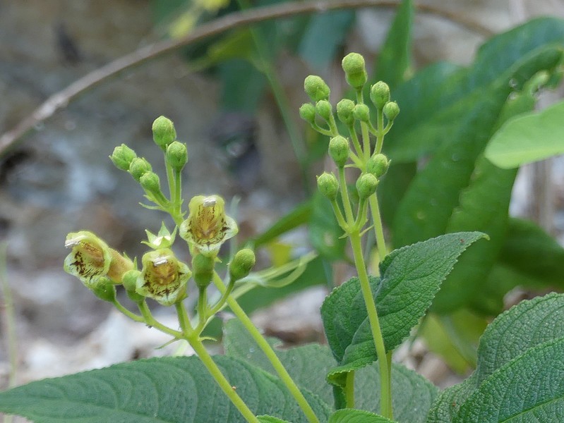Rhytidophyllum exsertum