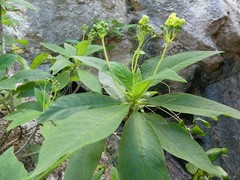 Rhytidophyllum
