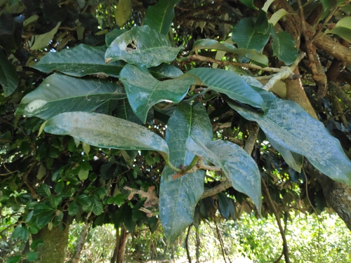 Myristica hypargyraea observed 2023-09-02